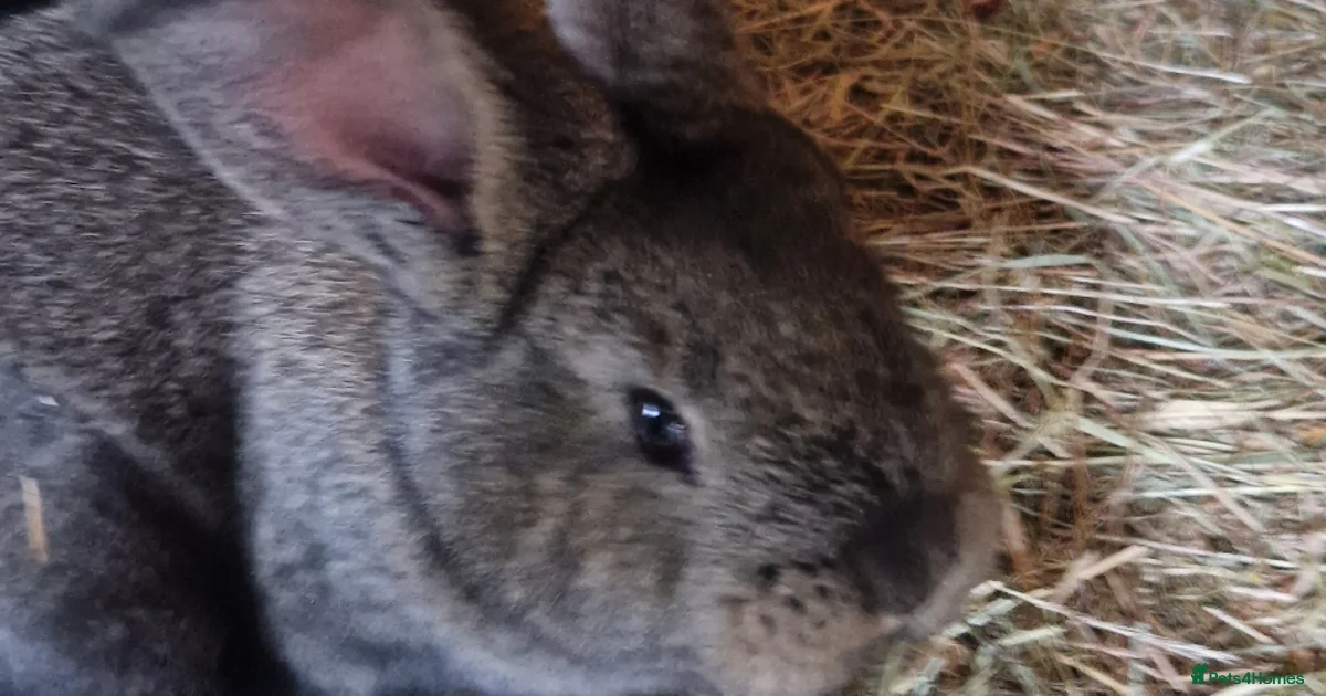 Continental Giant Rabbits for sale | Pets4Homes