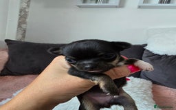 Chihuahua dogs for sale: Full pedigree chihuahuas - Image 9