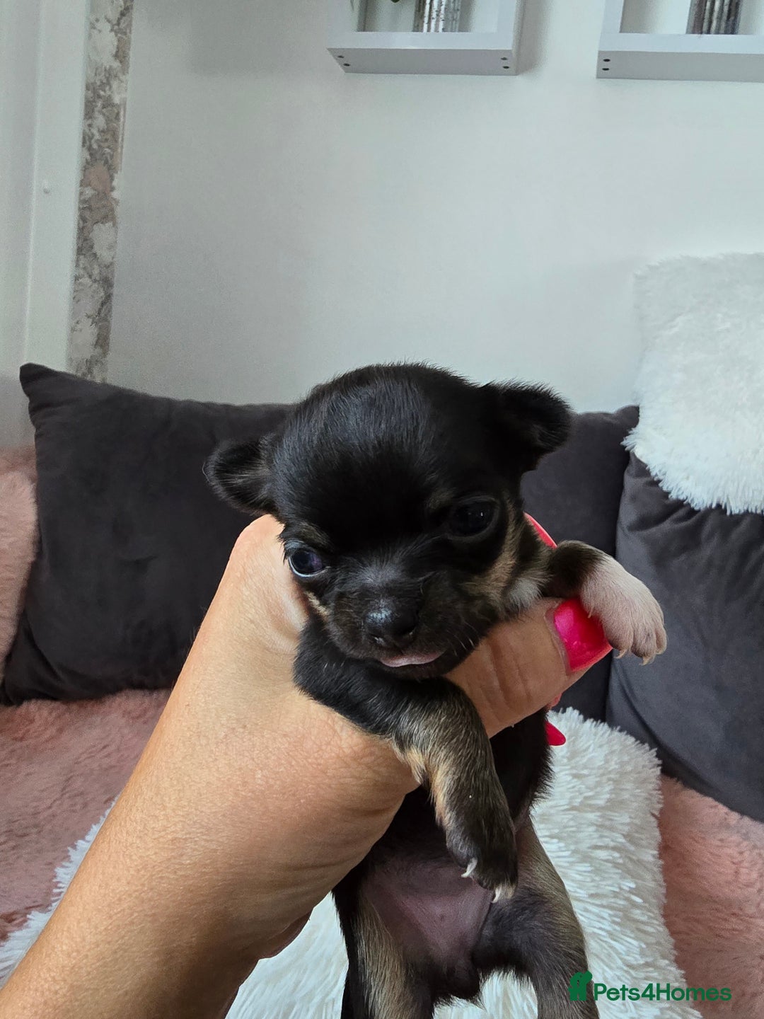 Chihuahua dogs for sale: Full pedigree chihuahuas - Image 9