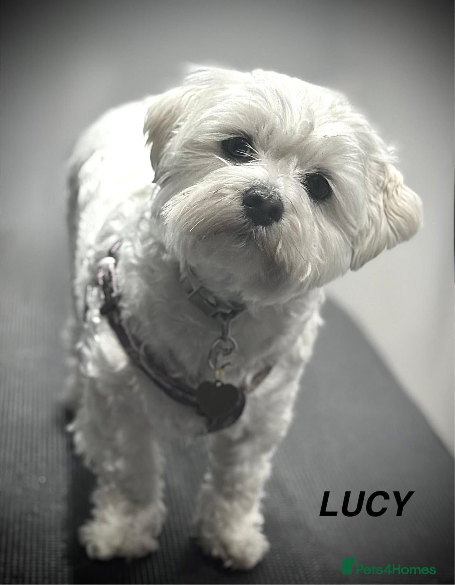 Maltese dogs for sale: 🐾One Beautiful Maltese Puppy Looking for a Home🐾 - Advert 2