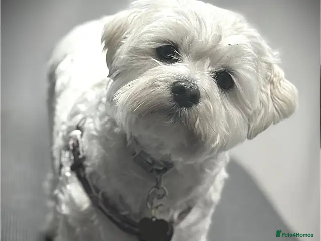 Maltese dogs for sale: 🐾One Beautiful Maltese Puppy Looking for a Home🐾 - Advert 2