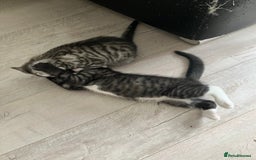 Russian Blue cats for sale: Silver tabby black tabby kittens  - Image 15