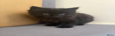 Mixed Breed Kitten 1