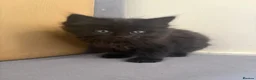 Mixed Breed cats for sale: 2 Maine coon mixed gorgeous kittens available  in Uxbridge - Advert 2