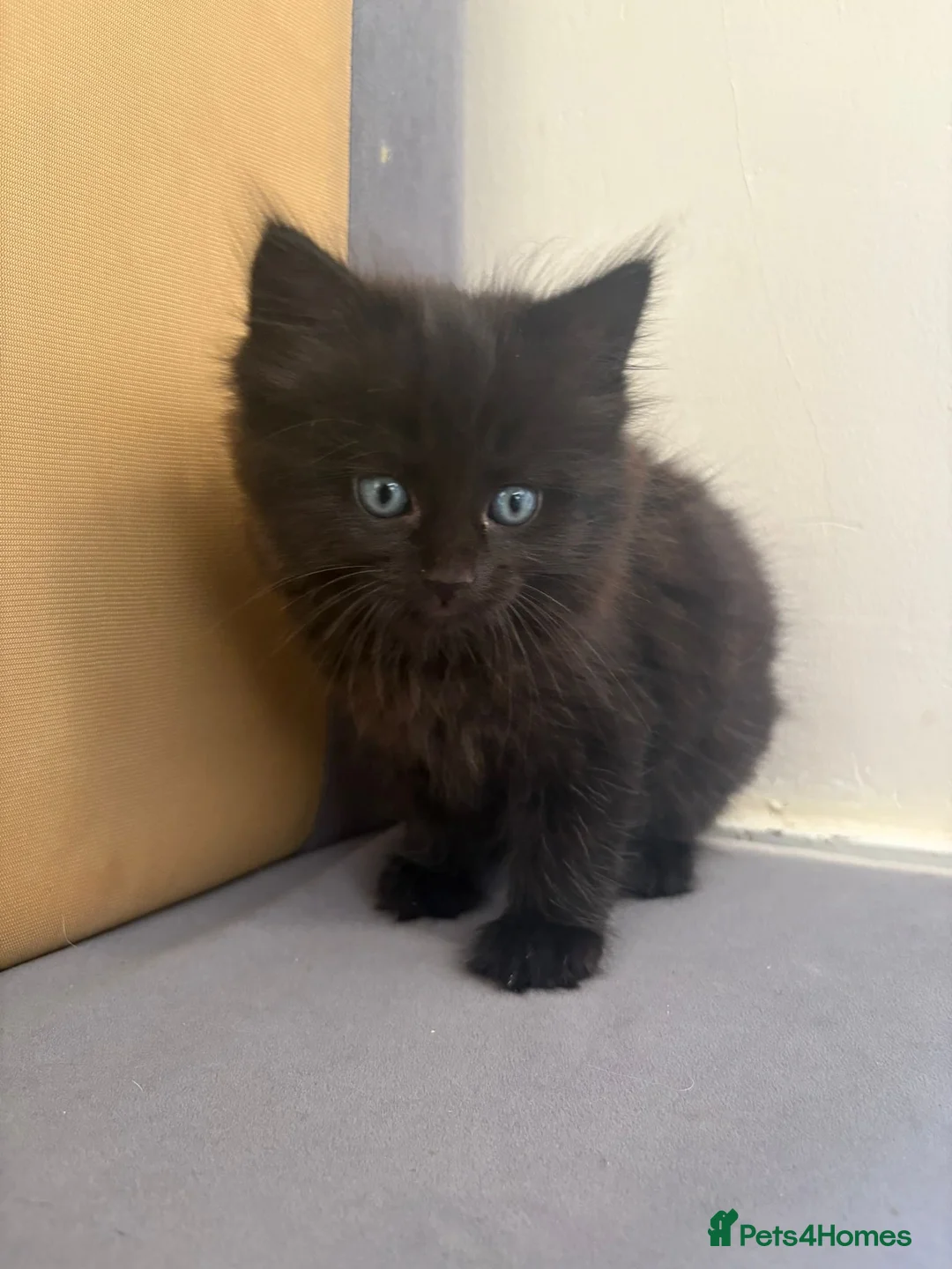 Mixed Breed cats for sale: 2 Maine coon mixed gorgeous kittens available  in Uxbridge - Advert 2