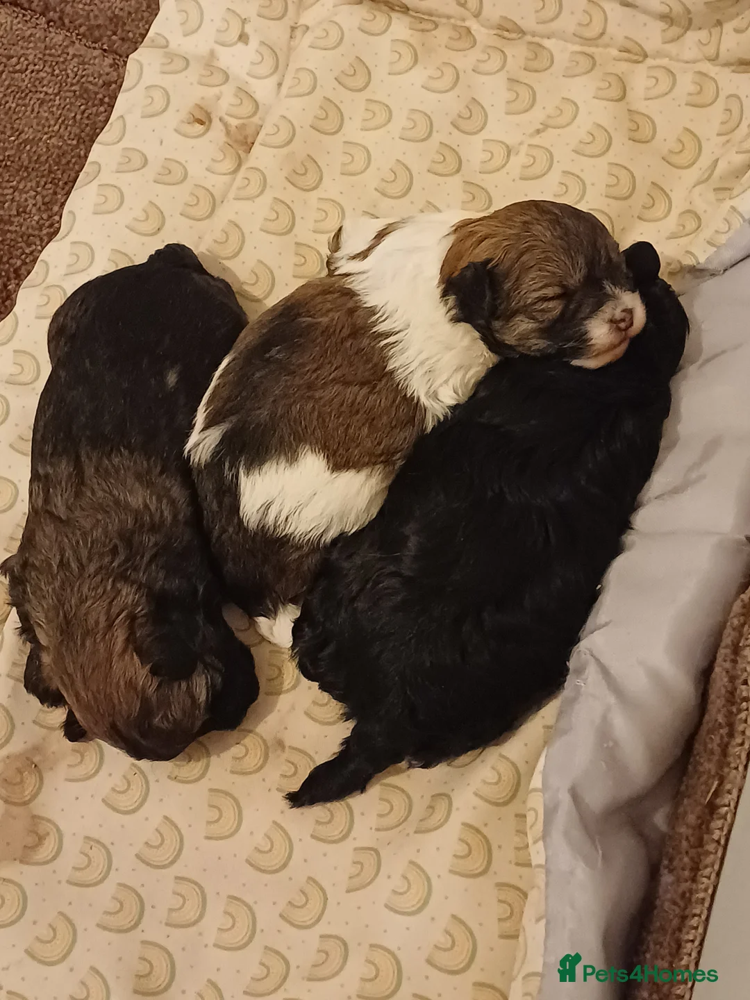 Mixed Breed dogs for sale: Chorkiepoo asian toy poodle type  - Advert 1