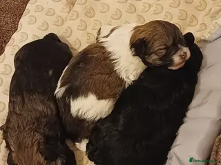 Mixed Breed dogs Chorkiepoo asian toy poodle type - Advert 10