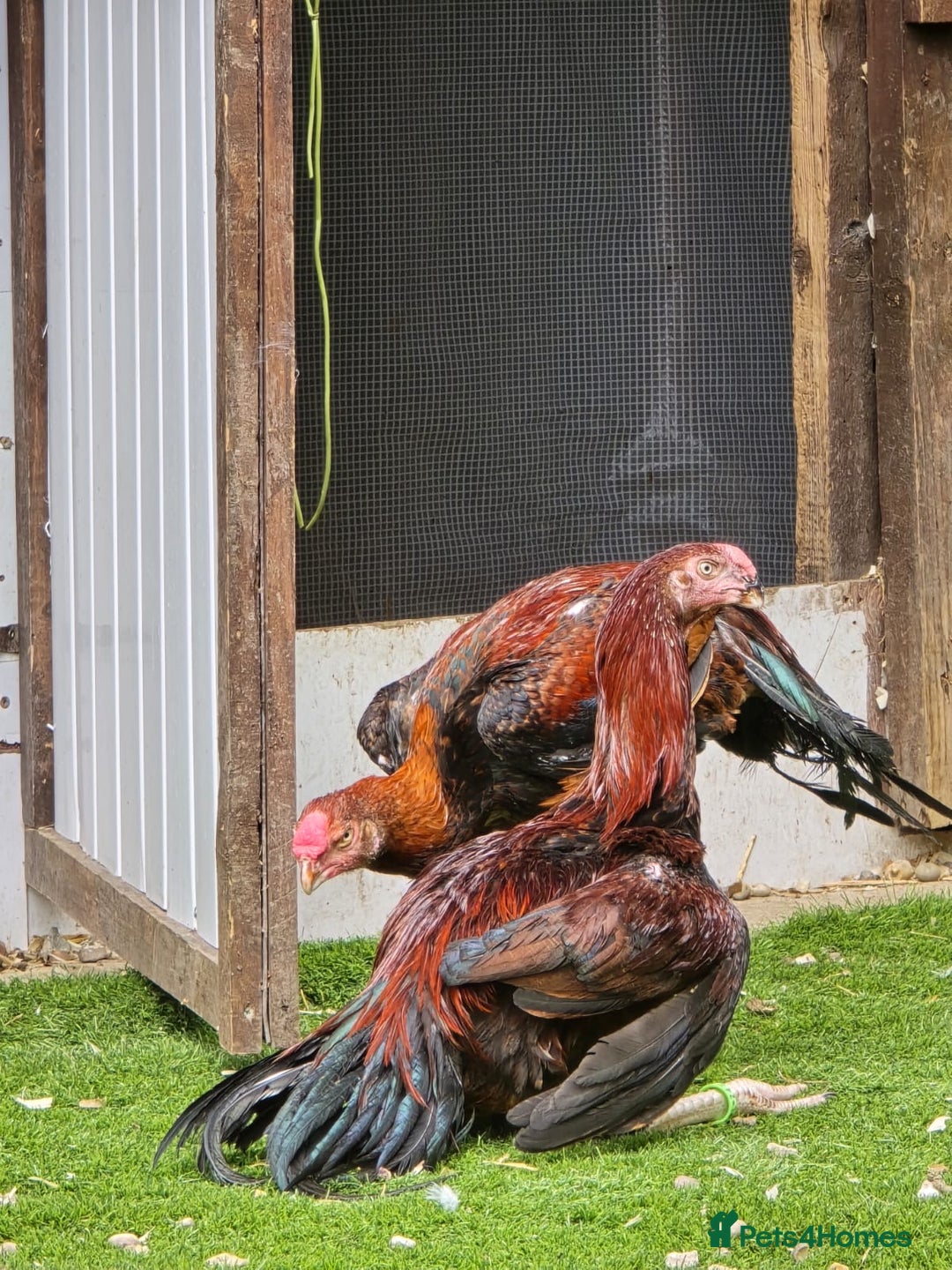 Chickens poultry for sale: RARE PARROT BEAK ASEEL CHICKENS FOR SALE - Advert 4