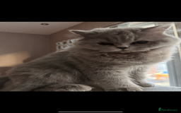 British Longhair cats for sale: British long hair  - Advert 4