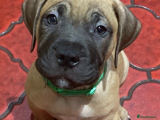 Mixed Breed dogs Looking for Forever Home - Advert 5