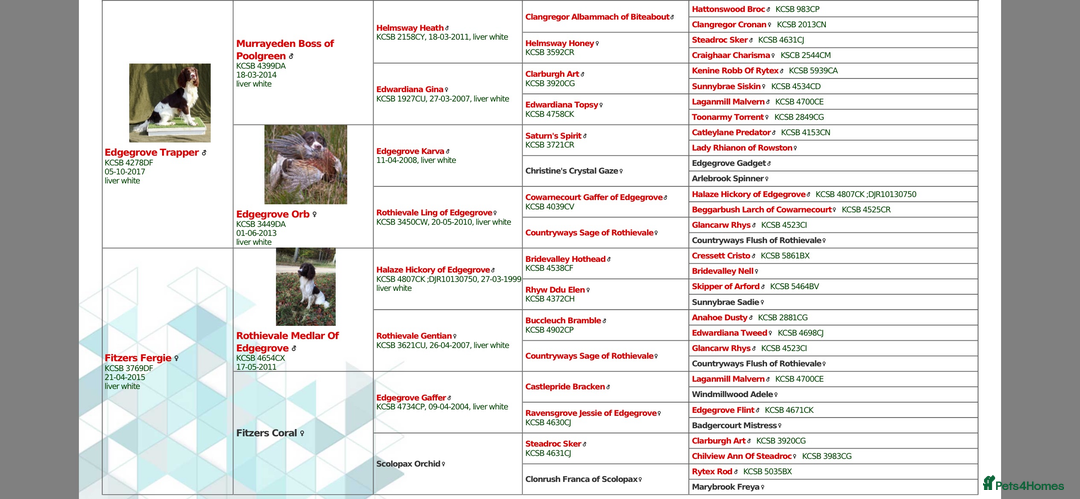 English Springer Spaniel dogs for sale: Working KC springer Spaniel Pups  - Advert 9