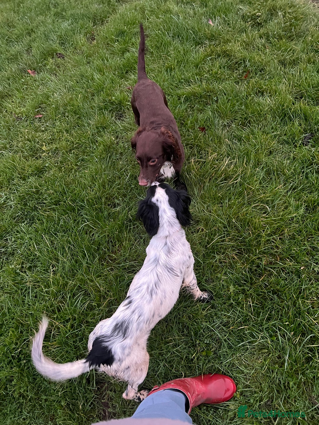 Cocker Spaniel dogs for stud: 🌟B CHOCOLATE COCKER SPANIEL STUD AVAILABLE NOW🌟 - Advert 2
