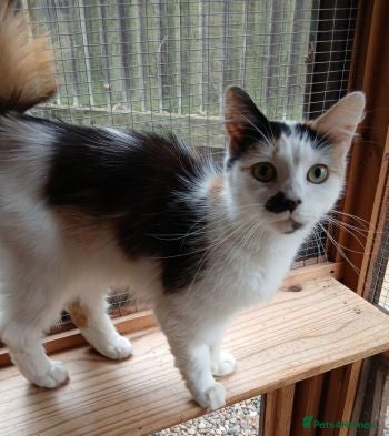 Mixed Breed cats MISS ZOE - Advert 1