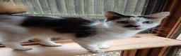 Mixed Breed cats for adoption: MISS ZOE - Advert 1