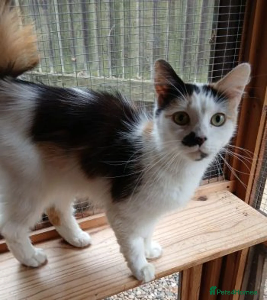 Mixed Breed cats for adoption: MISS ZOE - Advert 1