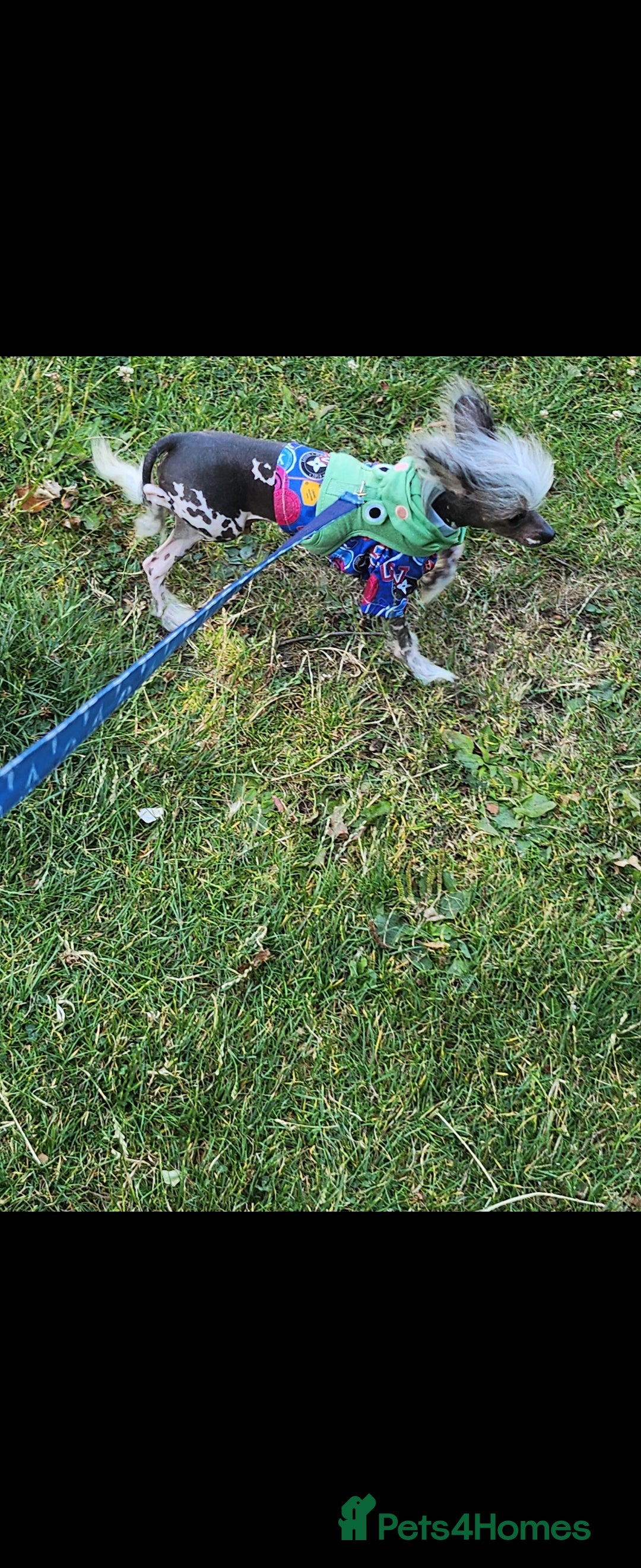 Mixed Breed dogs for sale: Tiny hairless Chinese crested/chihuahua pup  - Image 18