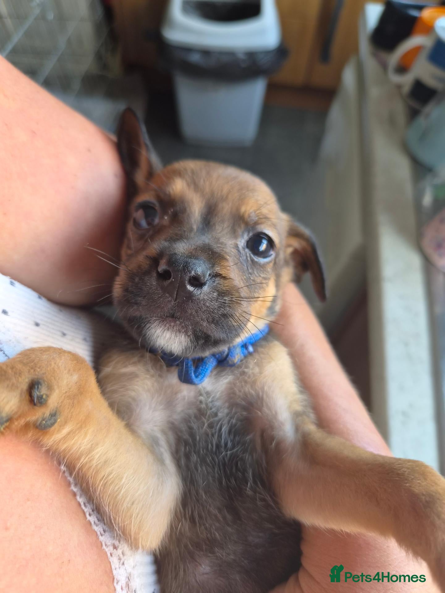 Mixed Breed dogs Rottweiler x lurcher  - Advert 9