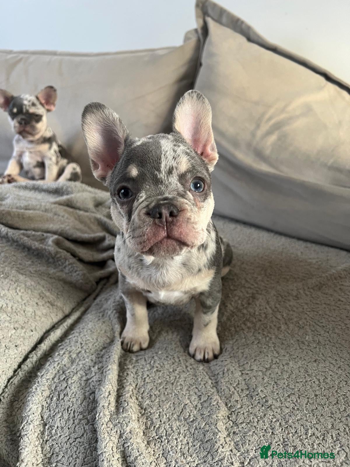 French Bulldog dogs 1 Frenchie looking for his forever home  - Advert 9
