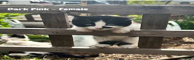 Mixed Breed Kitten 8