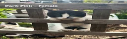 Mixed Breed cats for sale: Fluffy, Happy, Healthy Kittens! in Bungay - Advert 8