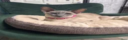 Siamese cats for sale: 6 stunning Siamese kittens available  - Advert 11