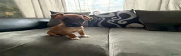 Mixed Breed dogs for sale: Jack Russel cross Maltese pups  - Advert 7