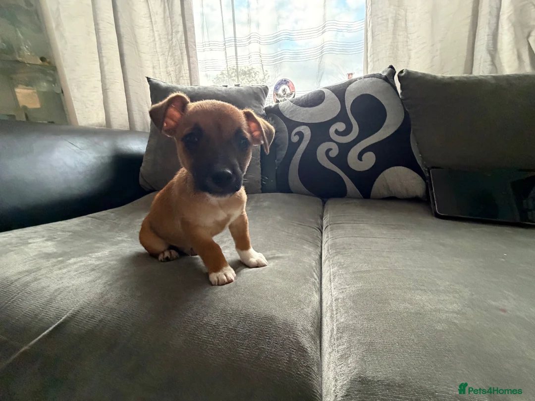 Mixed Breed dogs for sale: Jack Russel cross Maltese pups  - Advert 7