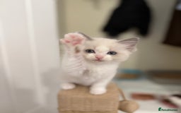 Ragdoll cats for sale: 🎀 Ragdoll kittens 🎀 2 left - Image 12