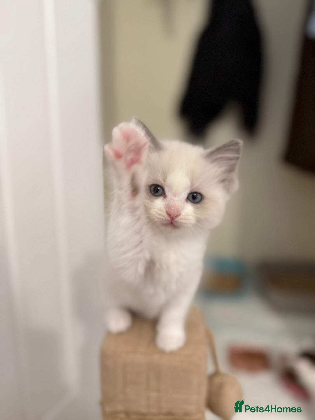 Ragdoll cats for sale: 🎀 Ragdoll kittens 🎀 2 left - Image 12