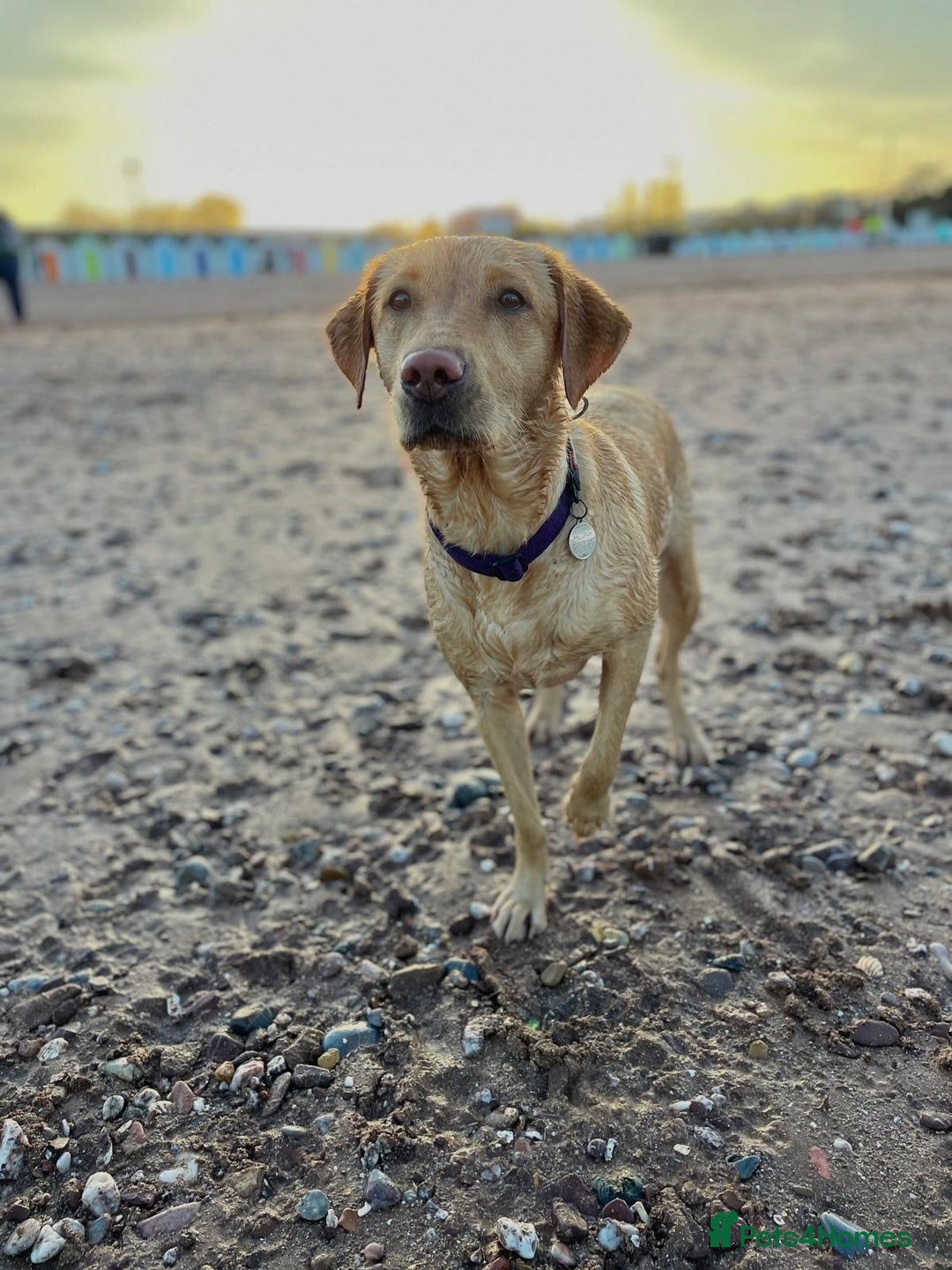 Labrador Retriever dogs for sale: Labrador Retriever Puppies for sale  - Advert 3