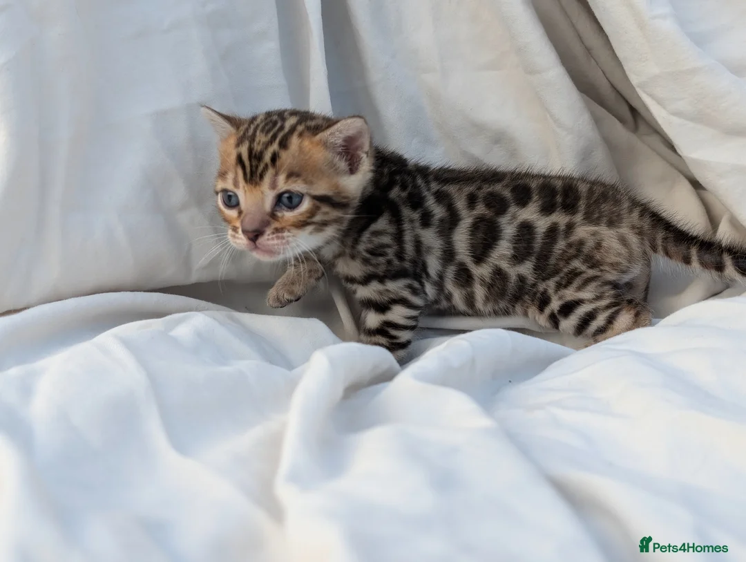 Bengal cats for sale: Gorgeous bengal litter - Advert 2