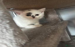 British Shorthair cats for sale: Last 2 boys!!  - Image 6