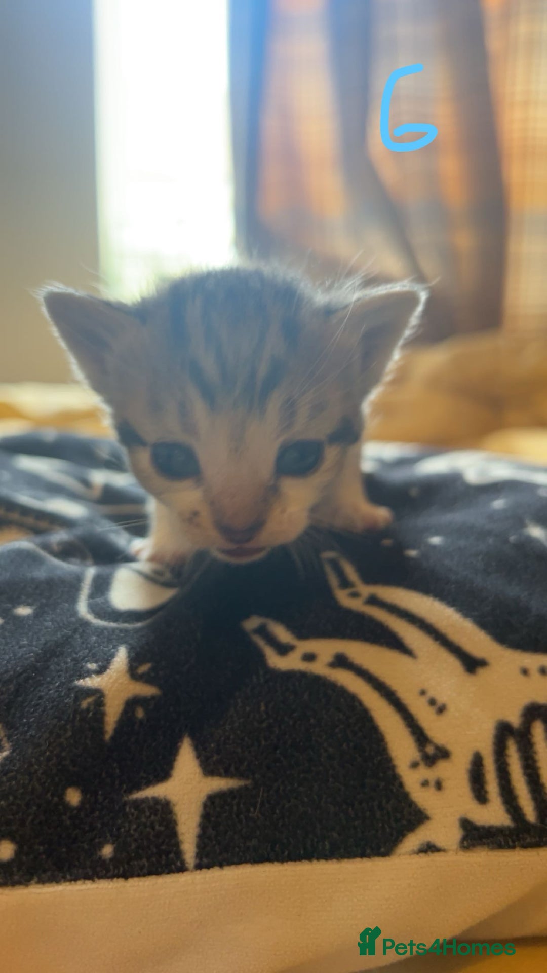 Maine Coon cats for sale: 1 GIRL / 5 BOYS - Image 8