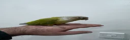 Parakeets birds for sale: Silly tame conure baby in Wallsend - Advert 2