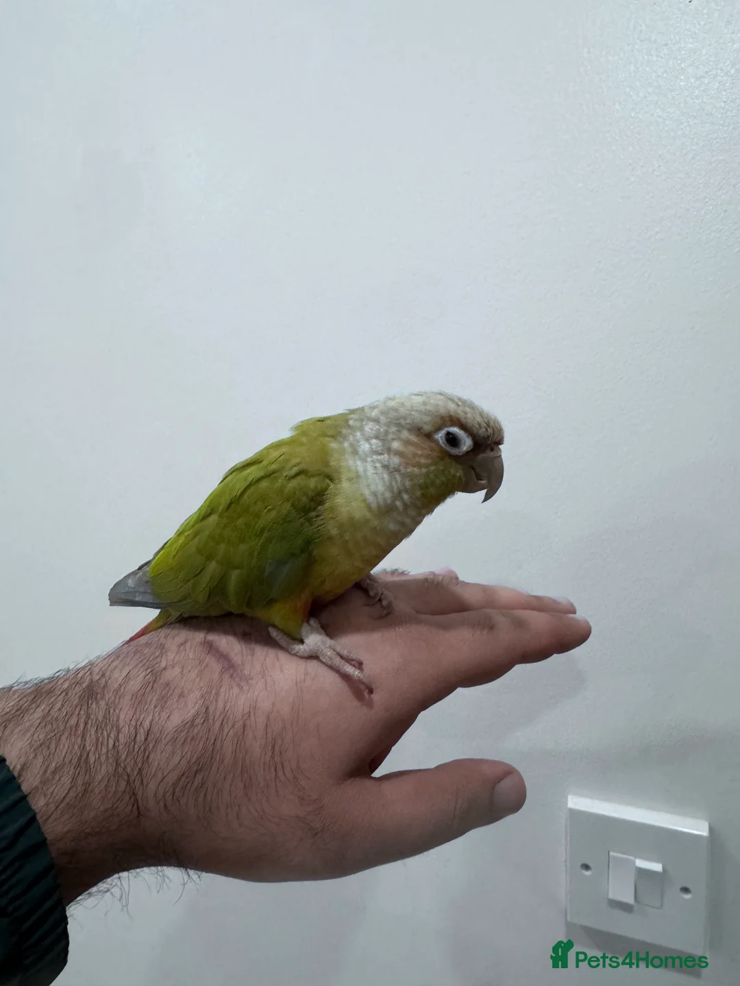 Parakeets birds for sale: Silly tame conure baby in Wallsend - Advert 2