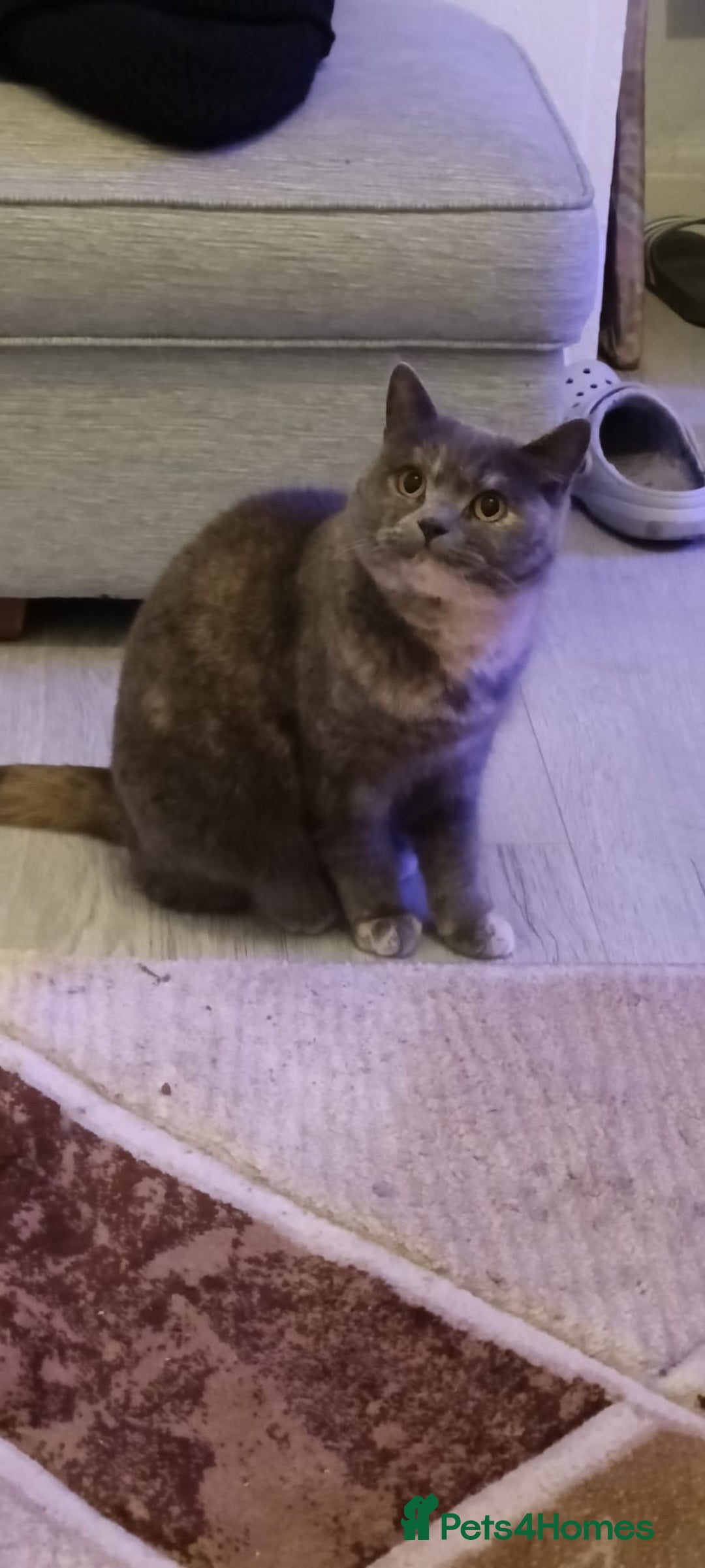 Persian cats for sale: Persian blue - Advert 8