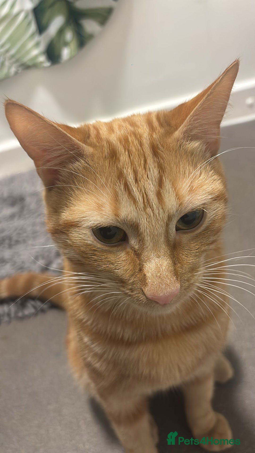 Mixed Breed cats for sale: Beautiful ginger boy looking for a new home - Advert 3