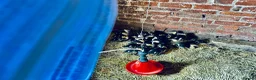 Ducks poultry for sale: Mallard Ducks 6 weeks old ready now 6 for £30 - Advert 1