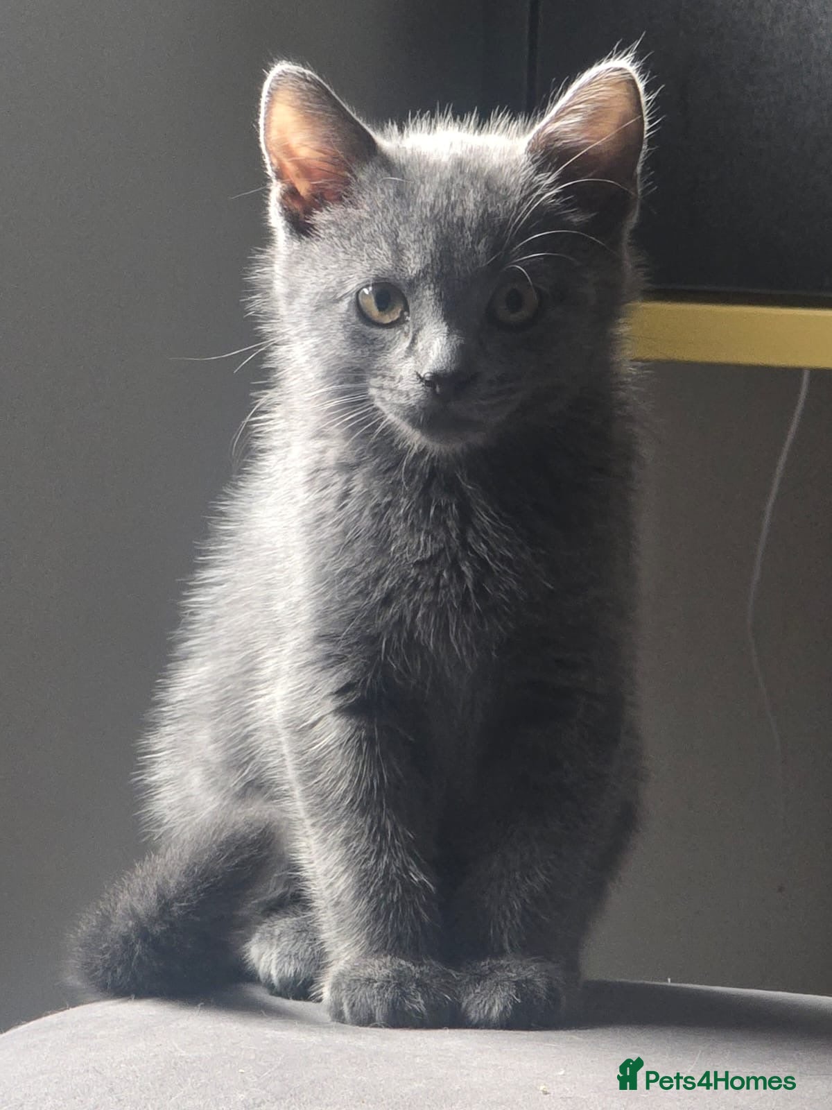 Turkish Angora cats Beautiful Kittens Looking for Their Forever Homes  - Advert 2