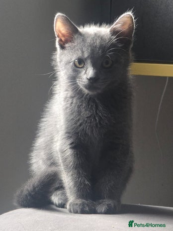 Turkish Angora cats Beautiful Kittens Looking for Their Forever Homes - Advert 1