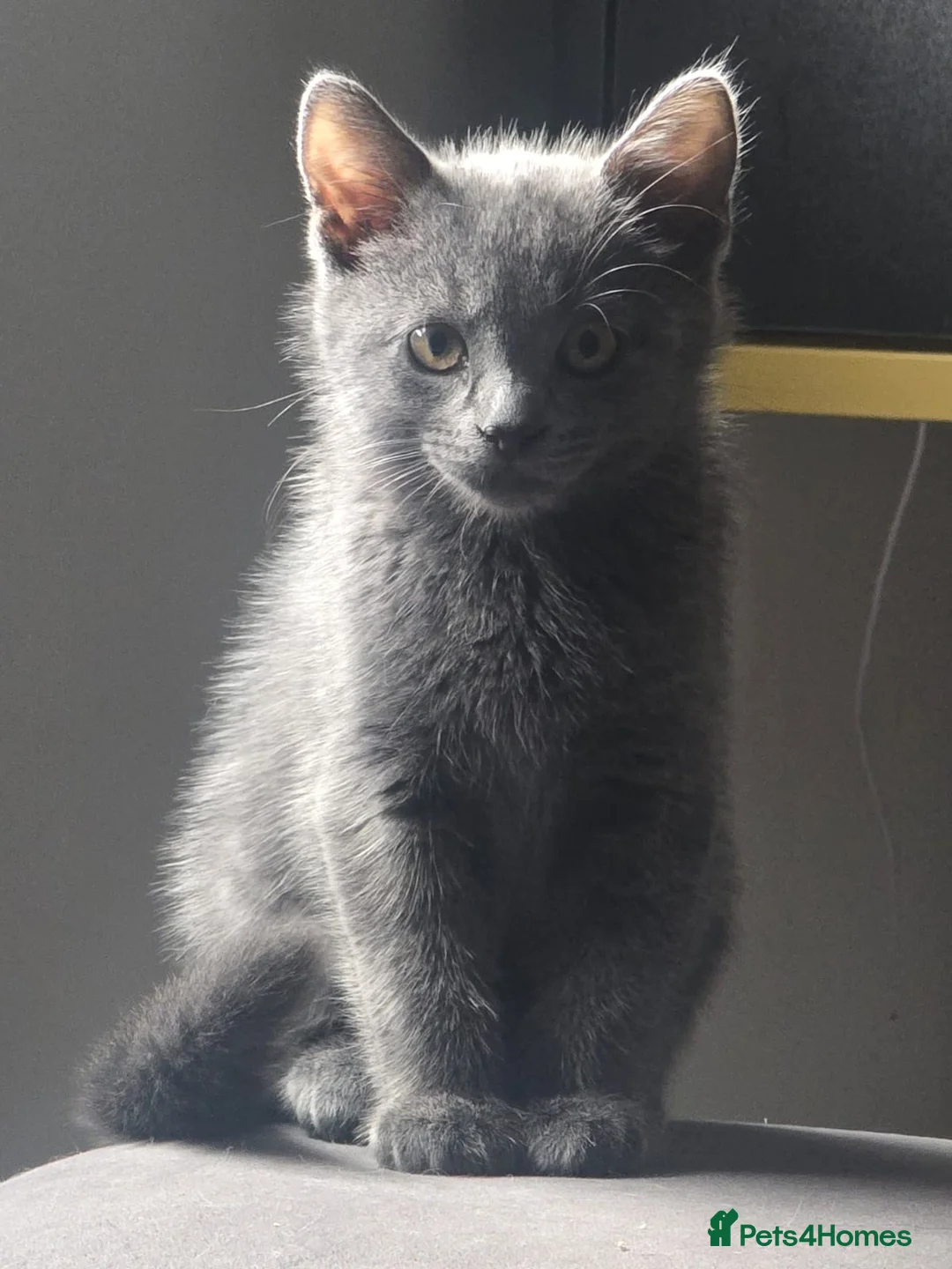 Turkish Angora cats for sale: Beautiful Kittens Looking for Their Forever Homes  - Advert 1