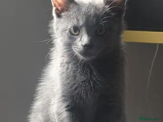 Turkish Angora cats Beautiful Kittens Looking for Their Forever Homes - Advert 1