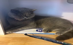 British Shorthair cats for sale: Two girls  - Image 5