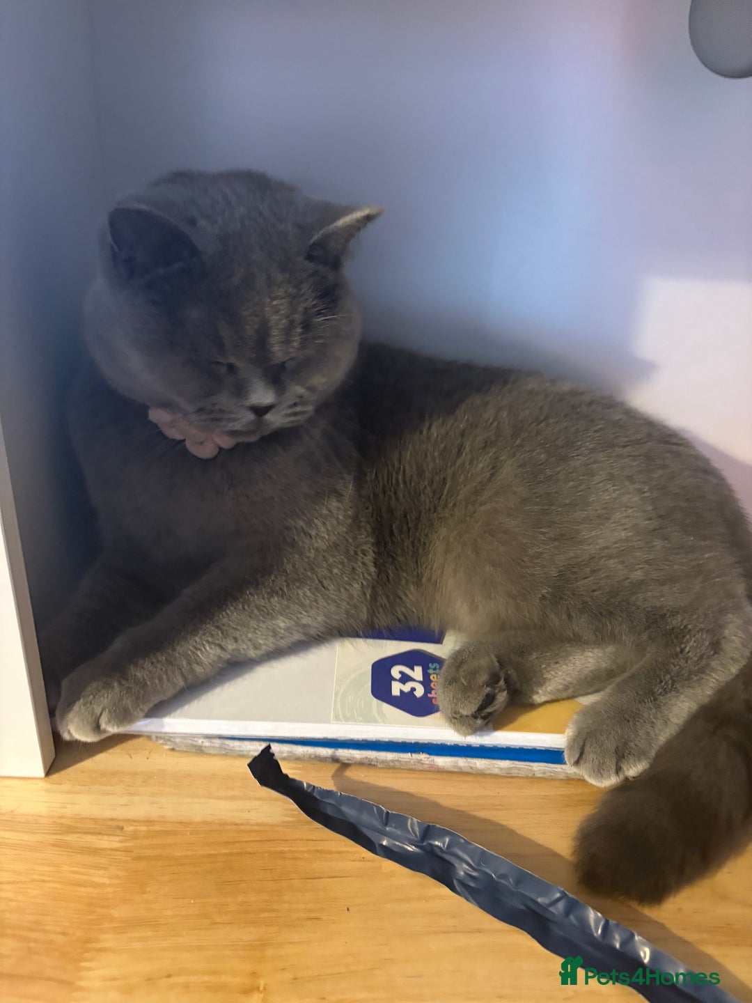 British Shorthair cats for sale: Two girls  - Image 5
