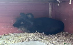 Lionhead rabbits for sale: Male Lionhead rabbit - Image 4