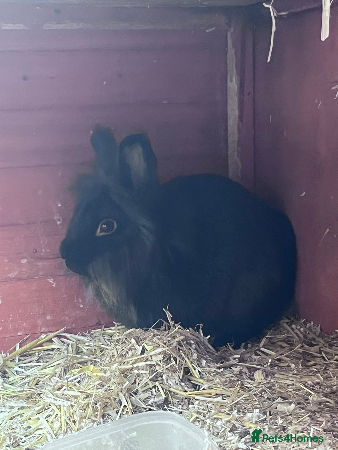 Lionhead rabbits for sale: Male Lionhead rabbit - Image 4