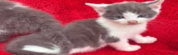 Mixed Breed cats for sale: Farm raised kittens  - Advert 8