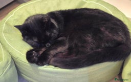 Mixed Breed cats for sale: Loki & Nova - Image 21