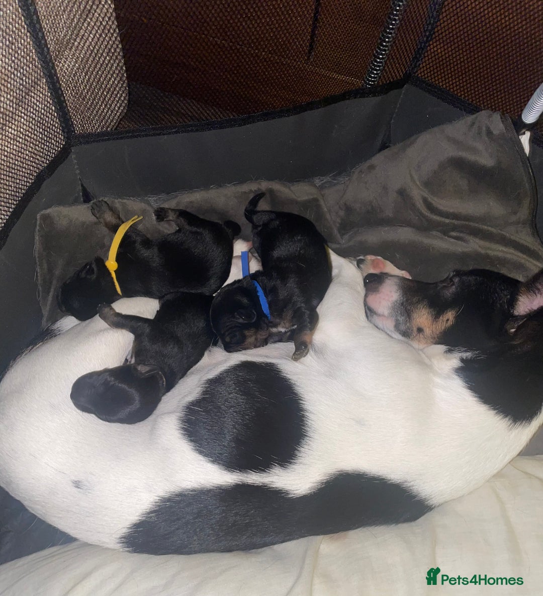 Jack Russell dogs for sale: Jack Russell Puppies - Advert 9