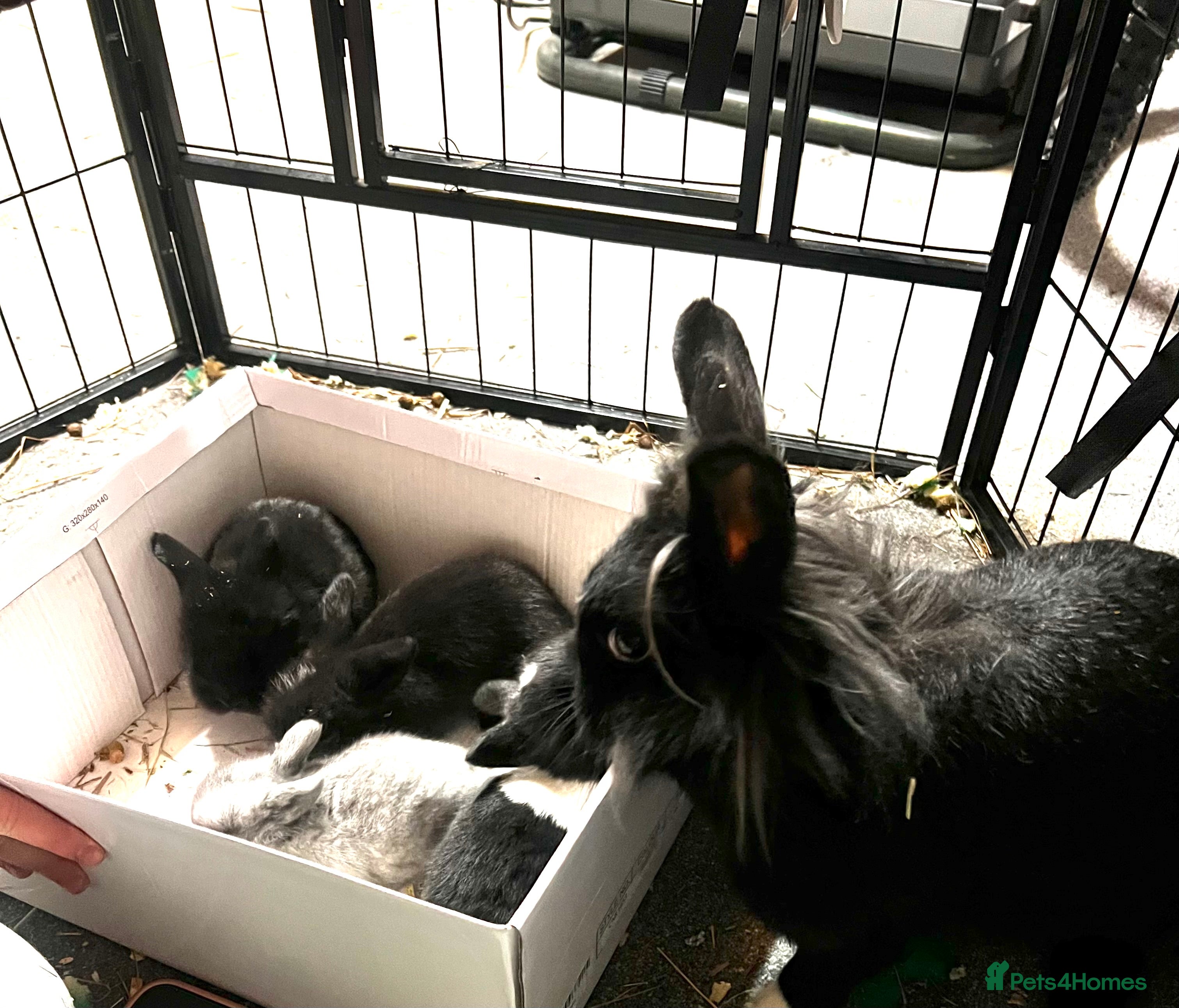 Lionhead rabbits Bouncing bunnies  - Advert 18